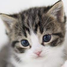 Tiny Kitten.jpg