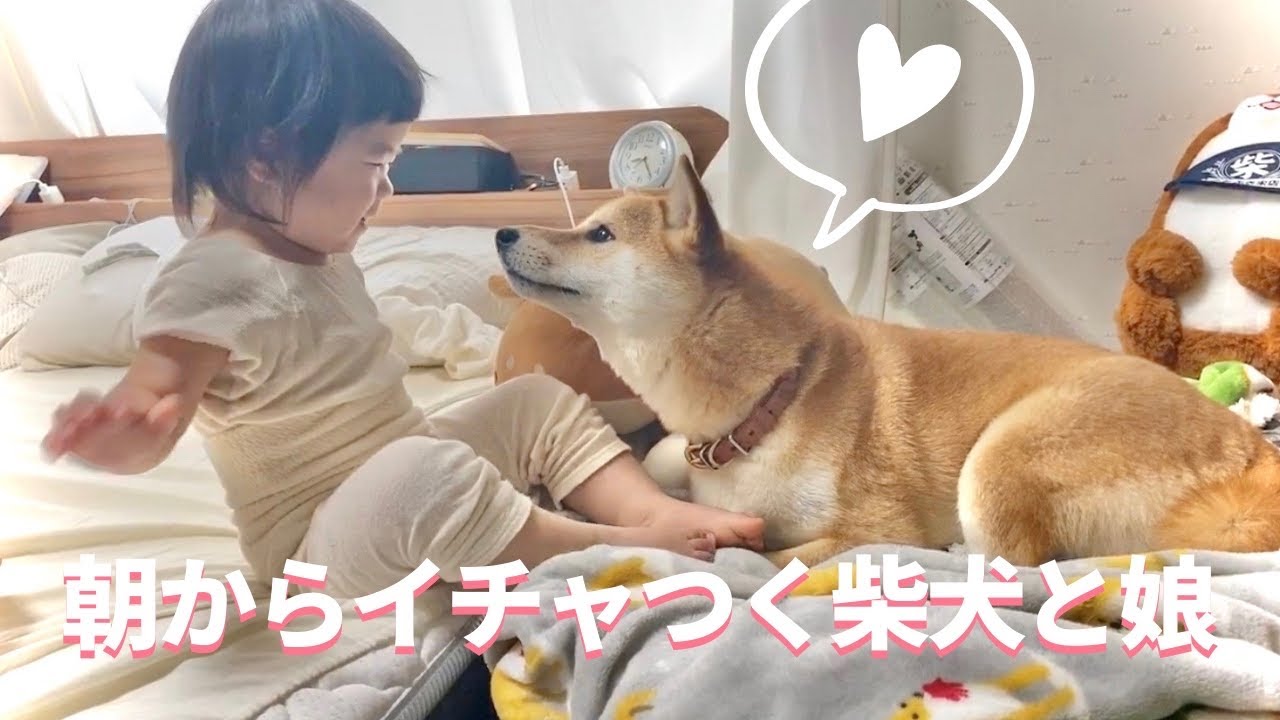 柴犬りんご郎 Shiba Inu Ringoro 宇宙wiki