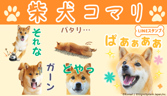 ファイル:柴犬コマリ.jpg