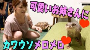 あにまるず Animals.jpg