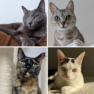 ねこほうチャンネル.jpg