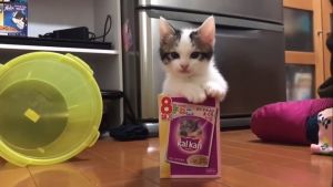 ひのき猫.jpg