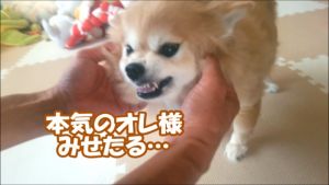 すぐキレるポメラニアン、コタ.jpg