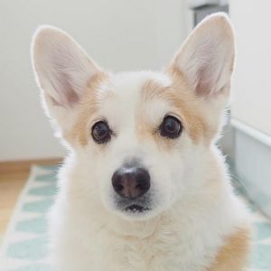 コーギー犬ノエさん.jpg