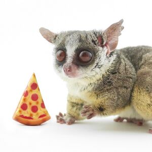 ピザトル PIZZATORU.jpg