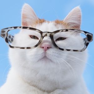 かご猫 Blog.jpg