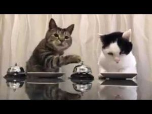 ねこナビ編集部.jpg