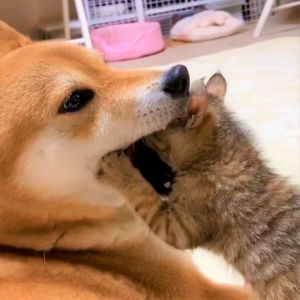 R7リキリコとリムタクーノ.jpg