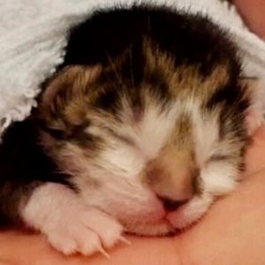 ねおの保護猫。.jpg