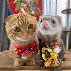 あにまるファミリー 6猫2フェレット.jpg