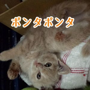 ポンタポンタ.jpg