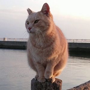 野郎が撮った猫動画.jpg