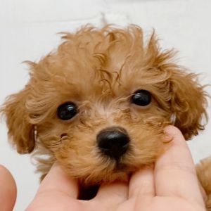 テディベアドッグのモコ.jpg