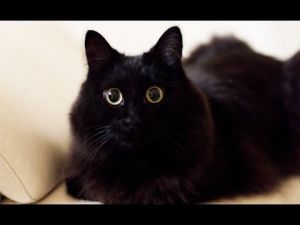 しゃべるねこ、しおちゃん.jpg