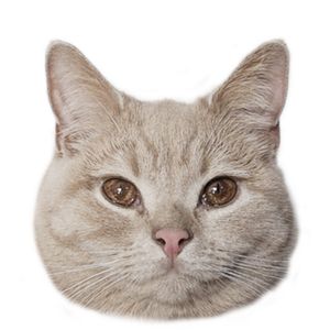 Tomoと猫のチロルさん.jpg