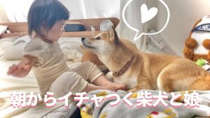 柴犬りんご郎 Shiba Inu Ringoro.jpg