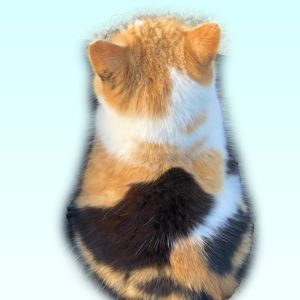 まりもとまる。.jpg