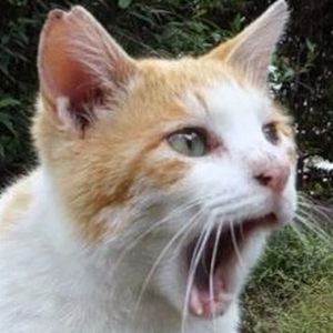 ねこかます（nekokamasu）.jpg