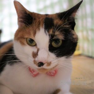 Miaou.jpg