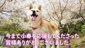 柴犬小春Kohachannel.jpg