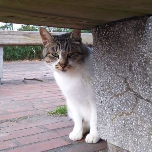 感動猫動画.jpg