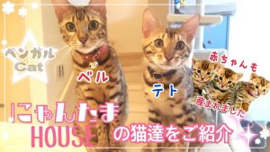 にゃんたまHOUSE.jpg