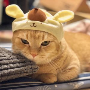 短足マンチカンのプリン.jpg
