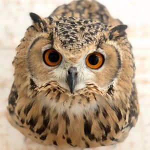 GEN3 OWL CHANNEL.jpg