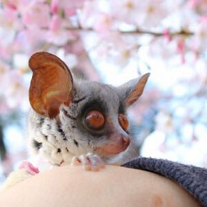 ショウガラゴのプラム＆ぱんじろう.jpg
