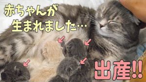 【まんまる猫】つむチャンネル。.jpg