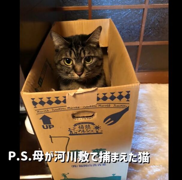 ファイル:よめ子.jpg