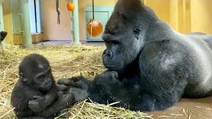 ゴリラ色の世界【Gorilla World】.jpg