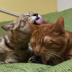 猫のきんた・ココ・楽3cats kinta coco raku.jpg