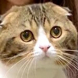 スコスコぽこ太郎&うま次郎〜猫ちゃんねる〜.jpg