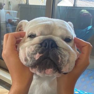 ブルドッグぶるまるチャンネル.jpg